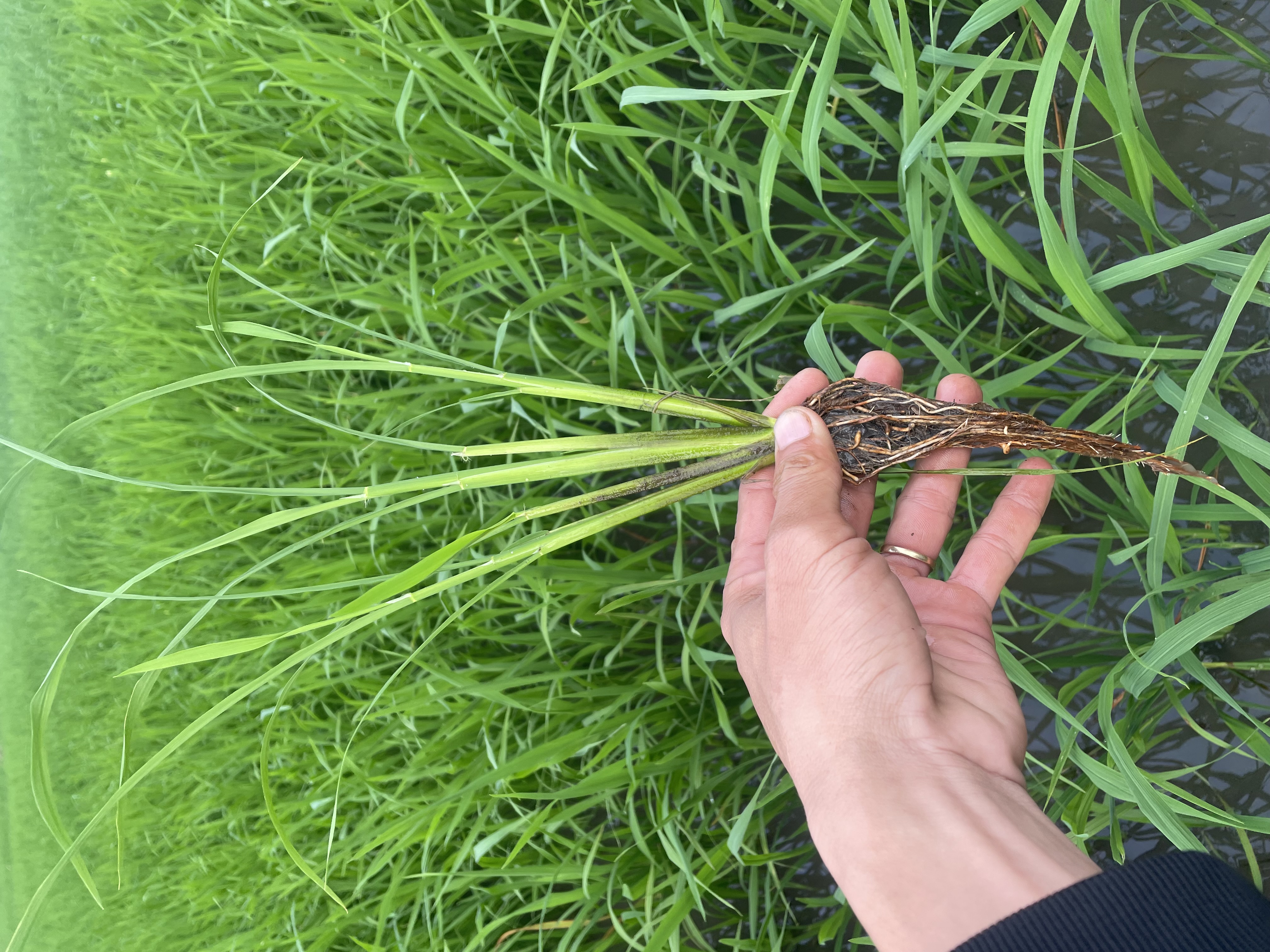 Phân bón lá ROOTGOLD Siêu ra rễ nở bụi1