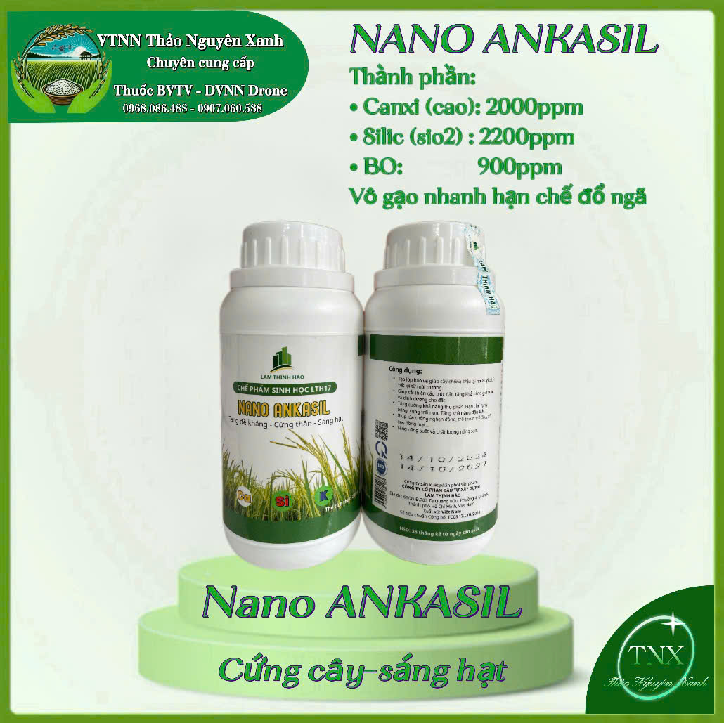 Nano ANKASIL: Siêu Cứng Thân,Vô Gạo Nhanh, Sáng Hạt, Tăng Đề Kháng