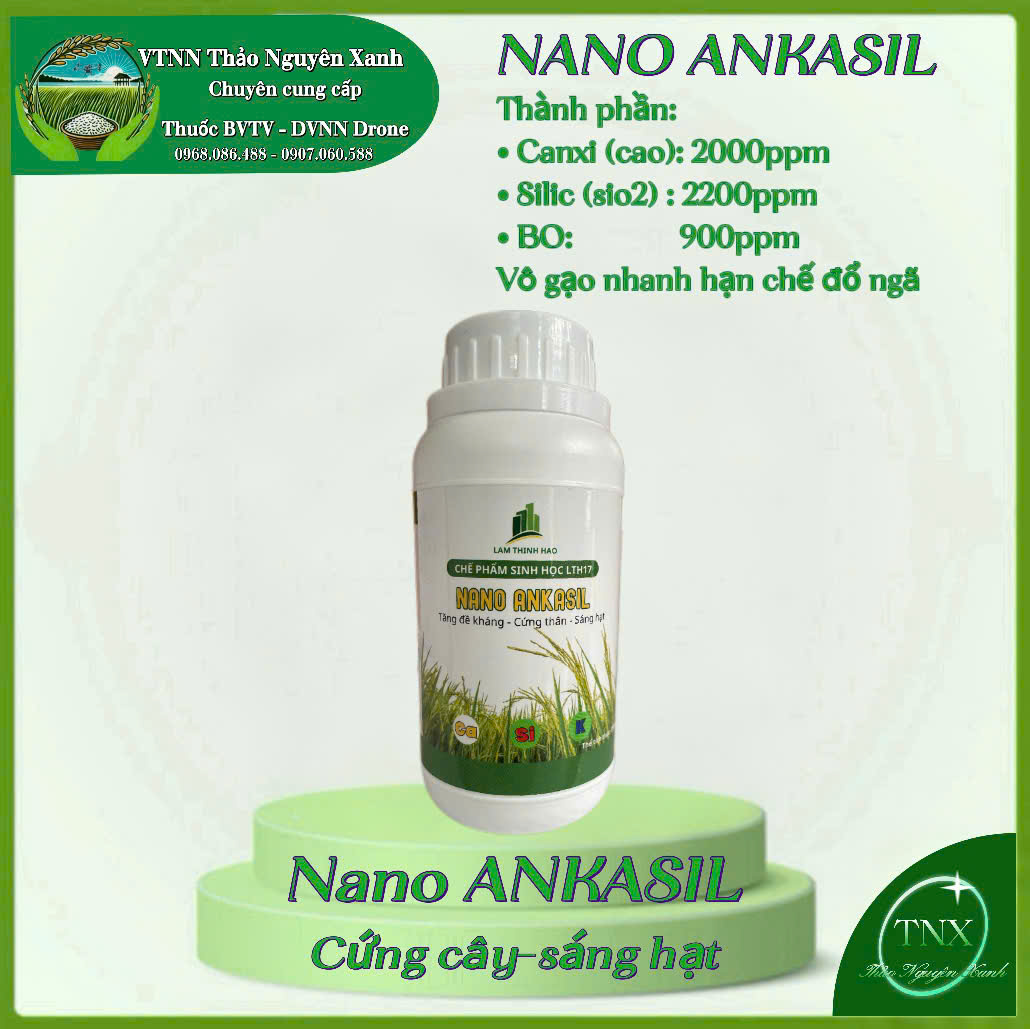 Nano ANKASIL: Siêu Cứng Thân,Vô Gạo Nhanh, Sáng Hạt, Tăng Đề Kháng3